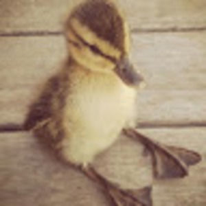 Meet your Posher, Cozy